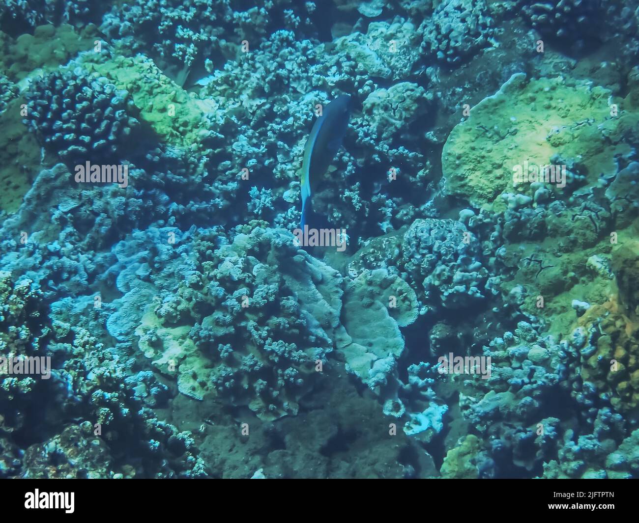 Underwater image of Pacific ocean water and the brown coral taken in