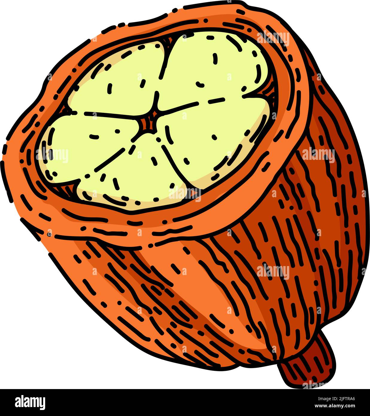 cocoa bean sketch hand drawn vector Stock Vector Image & Art Alamy
