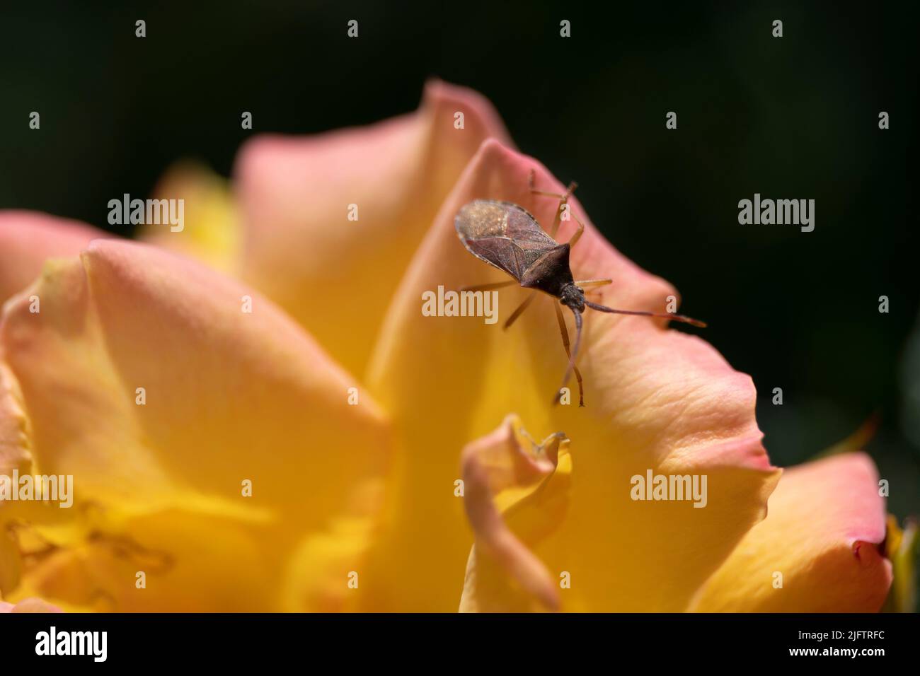 Macro photograph of a leather edge bug on an orange rose blue Stock Photo