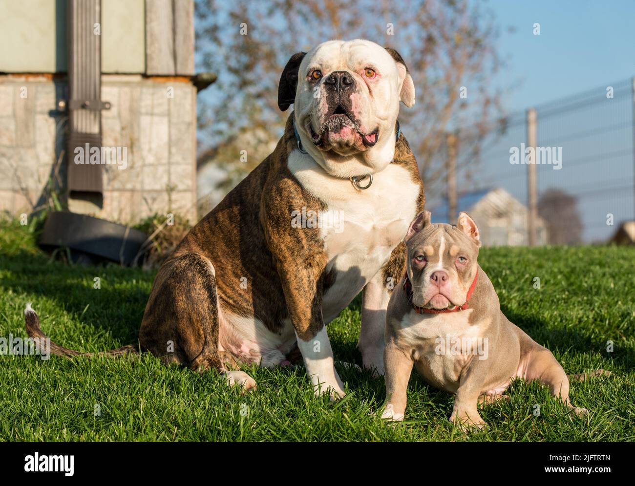 Brindle coat American Bulldog dog and American Bully puppy outside Stock Photo
