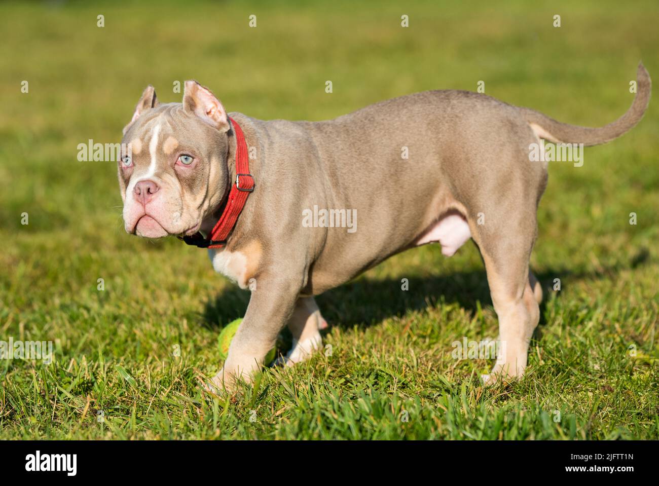 A pocket Lilac color male American Bully puppy dog is walking. Stock Photo