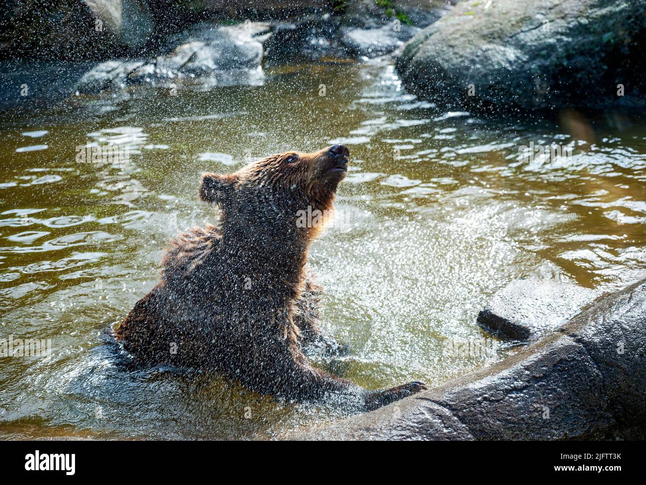 young brown bear in a pond shakes of water Stock Photo