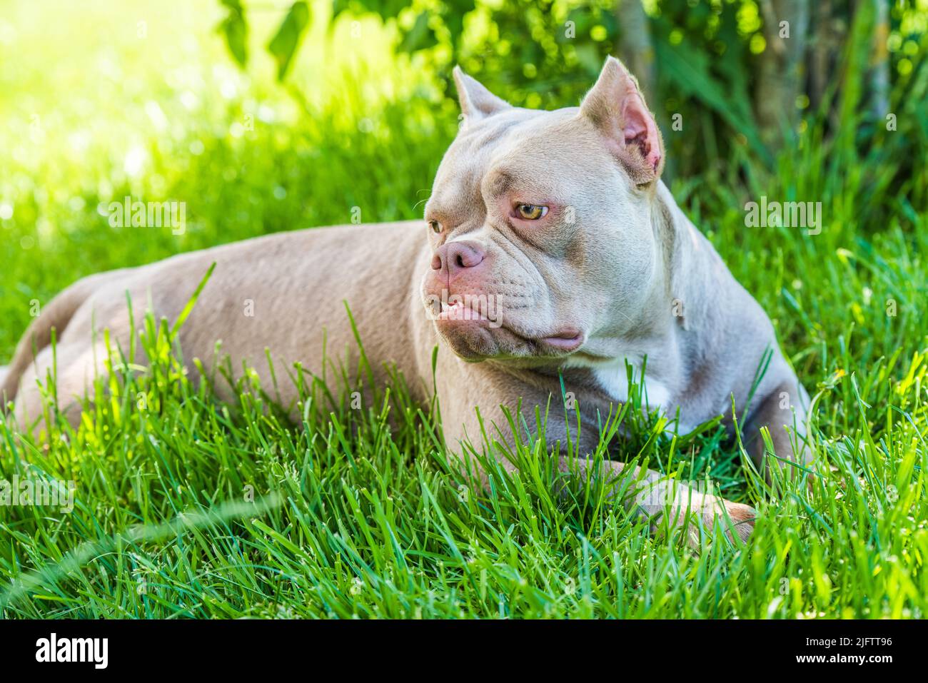 A pocket Lilac color male American Bully puppy dog is moving. Medium sized  dog with a muscular body Stock Photo - Alamy