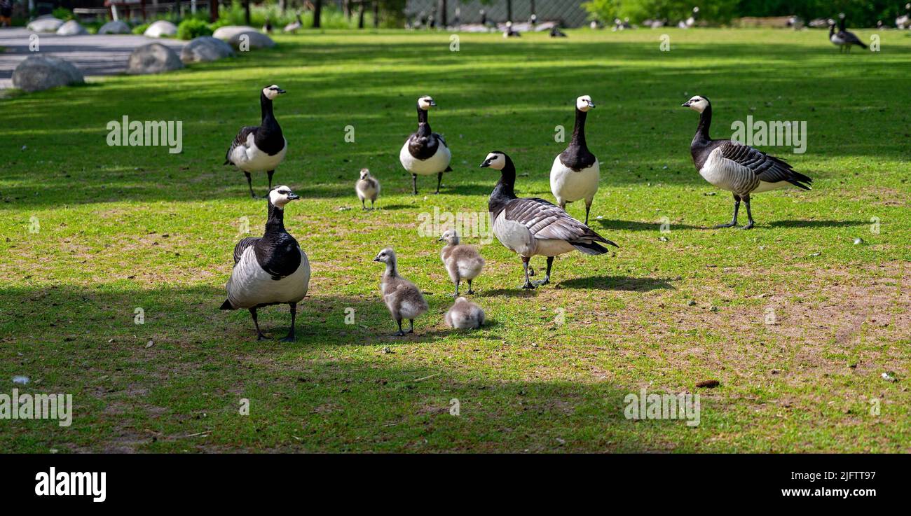 a group of attentive wild geese with subadults on a green lawn Stock Photo