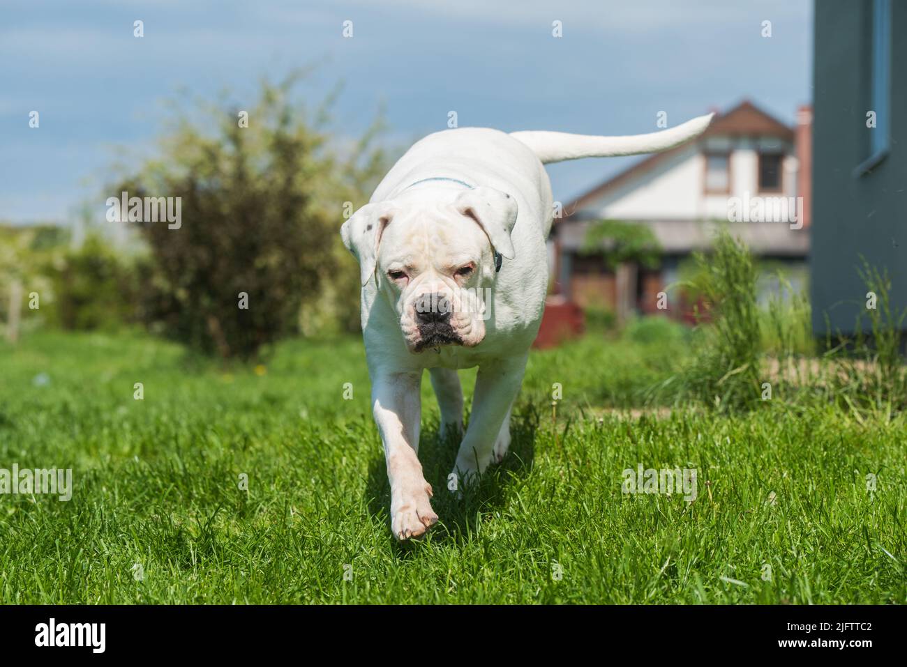 White coat American Bulldog dog guards the house Stock Photo Alamy