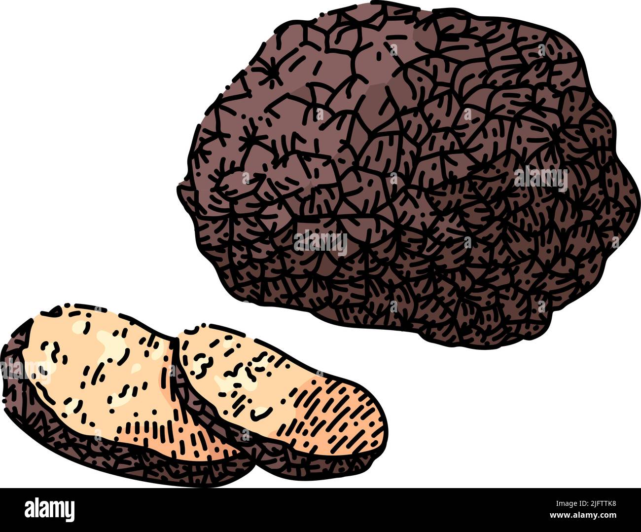 truffle mushroom sketch hand drawn vector Stock Vector Image & Art Alamy