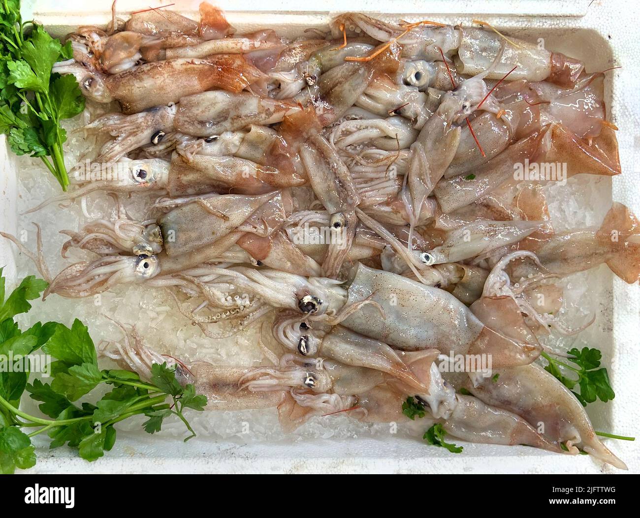Humboldt squids (calamari) in an italian market Stock Photo Alamy