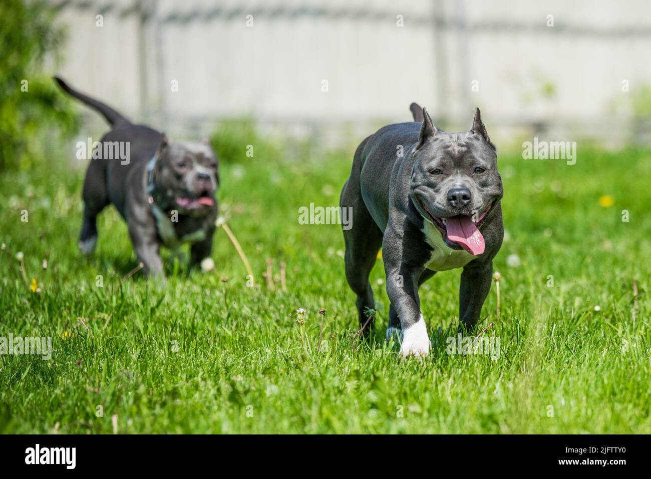 Blue hair American Staffordshire Terrier dog moving Stock Photo