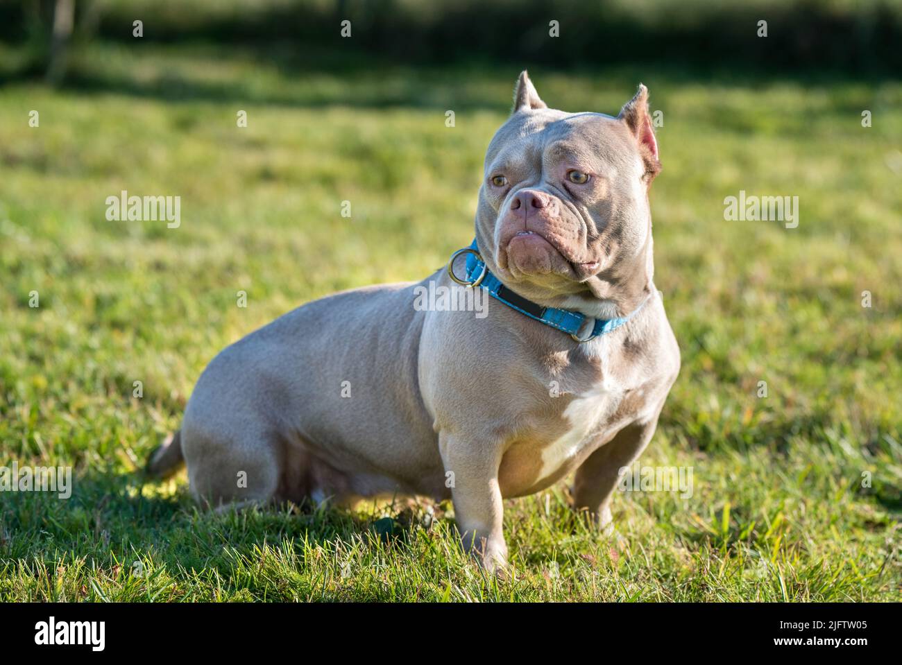 A pocket American Bully female dog sitting on green grass Stock Photo