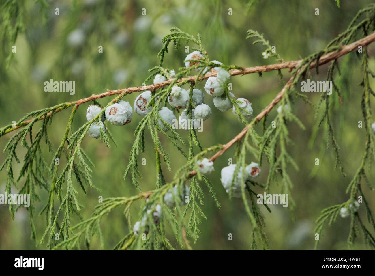 An eastern red cedar shows off its small ballshaped fruits Stock Photo