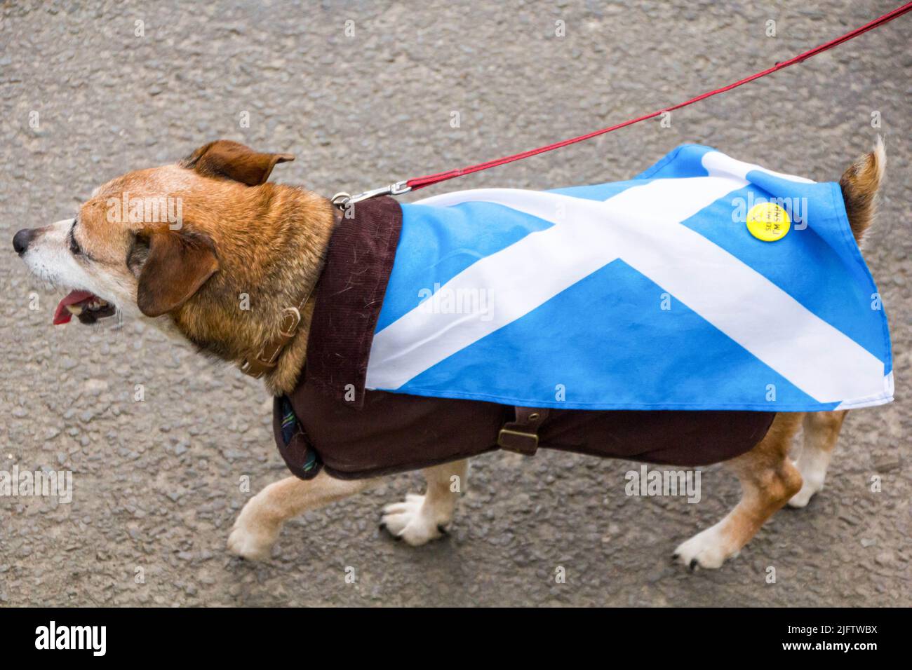 Dog Dressed in Scottish Flag, Indyref 2 Support Stock Photo
