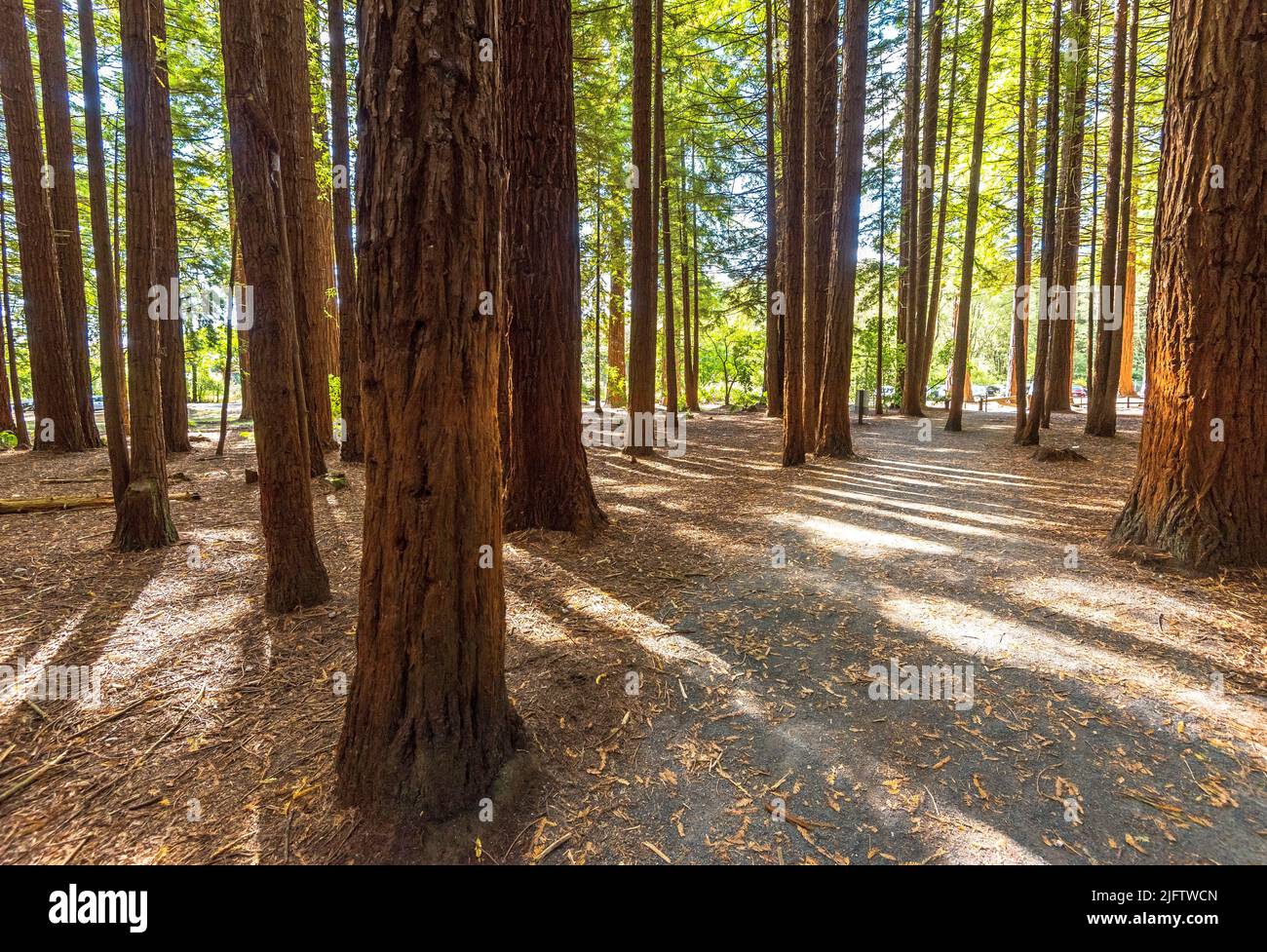A beautiful landscape of tall tree stems in Redwood Park, Rotorua