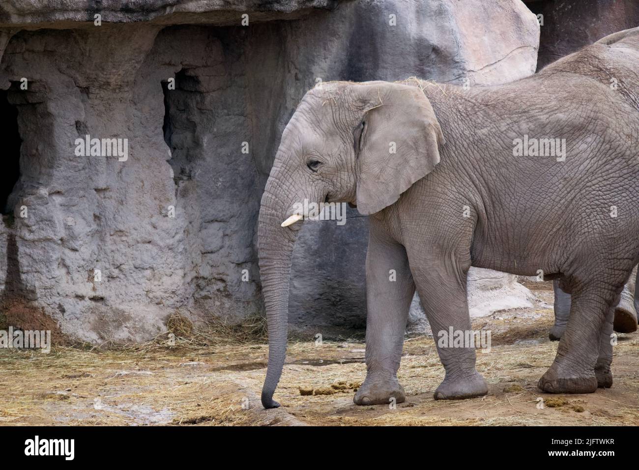 A elephant walking in the zoo Stock Photo Alamy