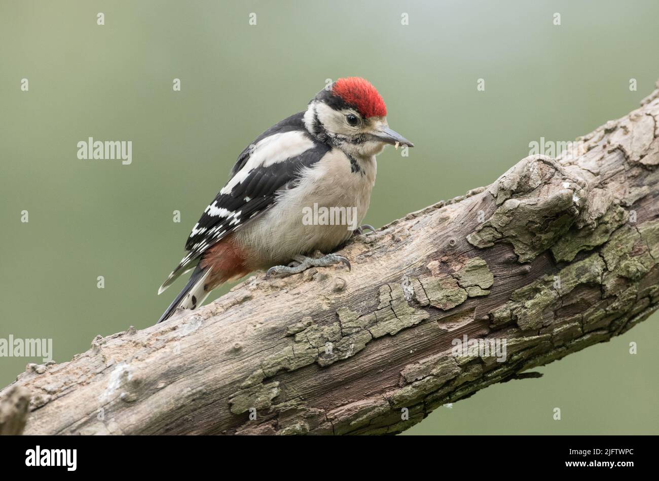 Juvenile Great Spotted Woodpecker waiting to be fed, North Yorkshire Stock Photo