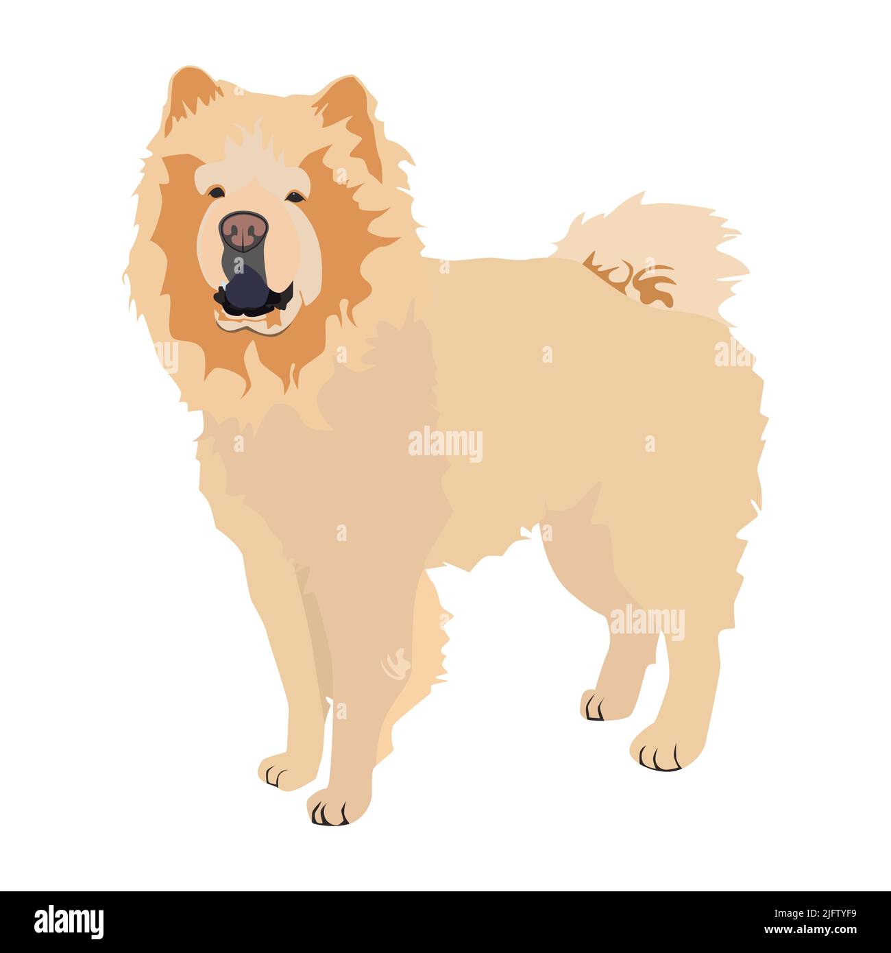 Cream chow chow dog breed. Cute pet dog animal, vector illustration Stock Vector