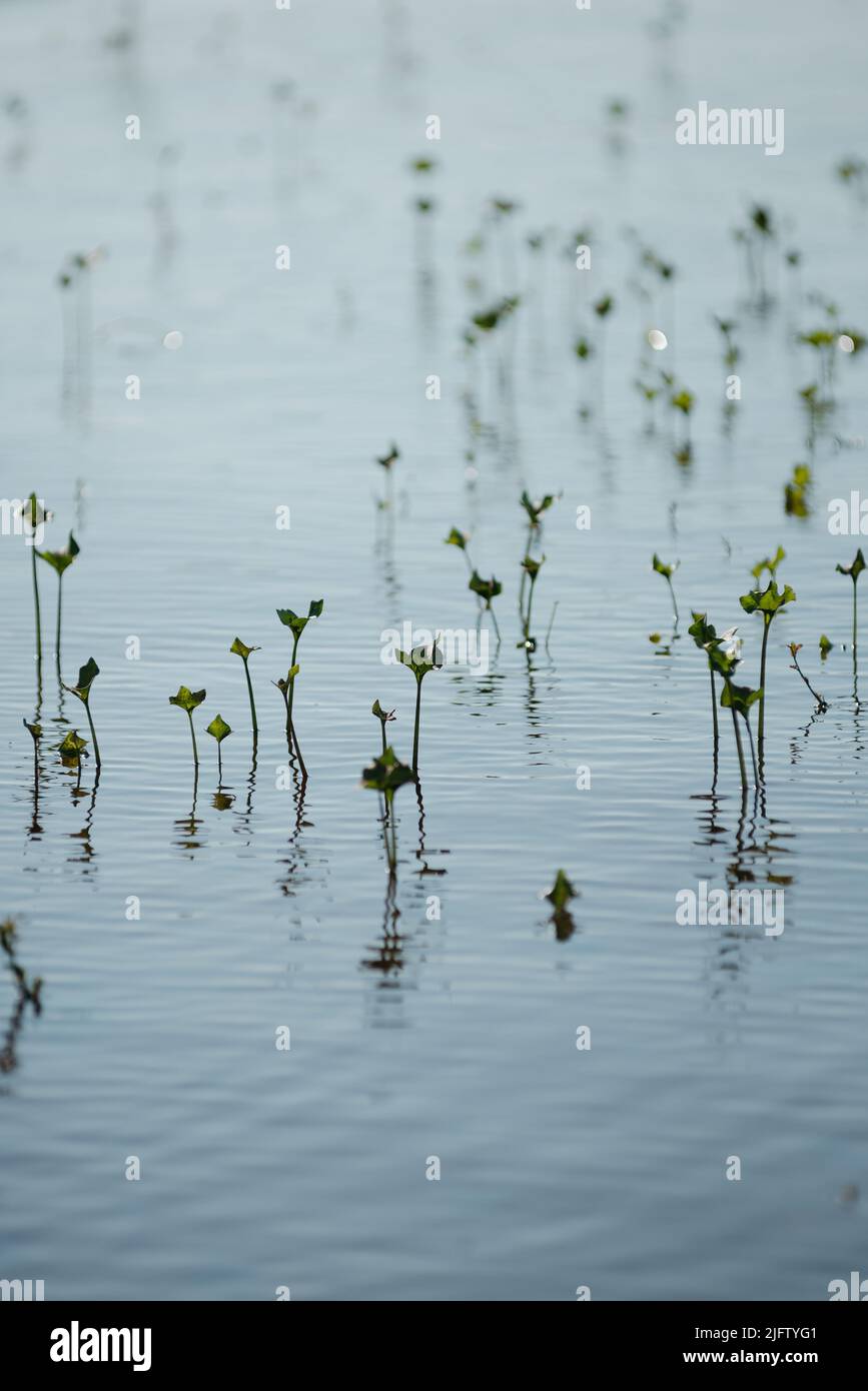 Plants sprouting from under water during high water. Beautiful reflections and shadows on the water. Stock Photo