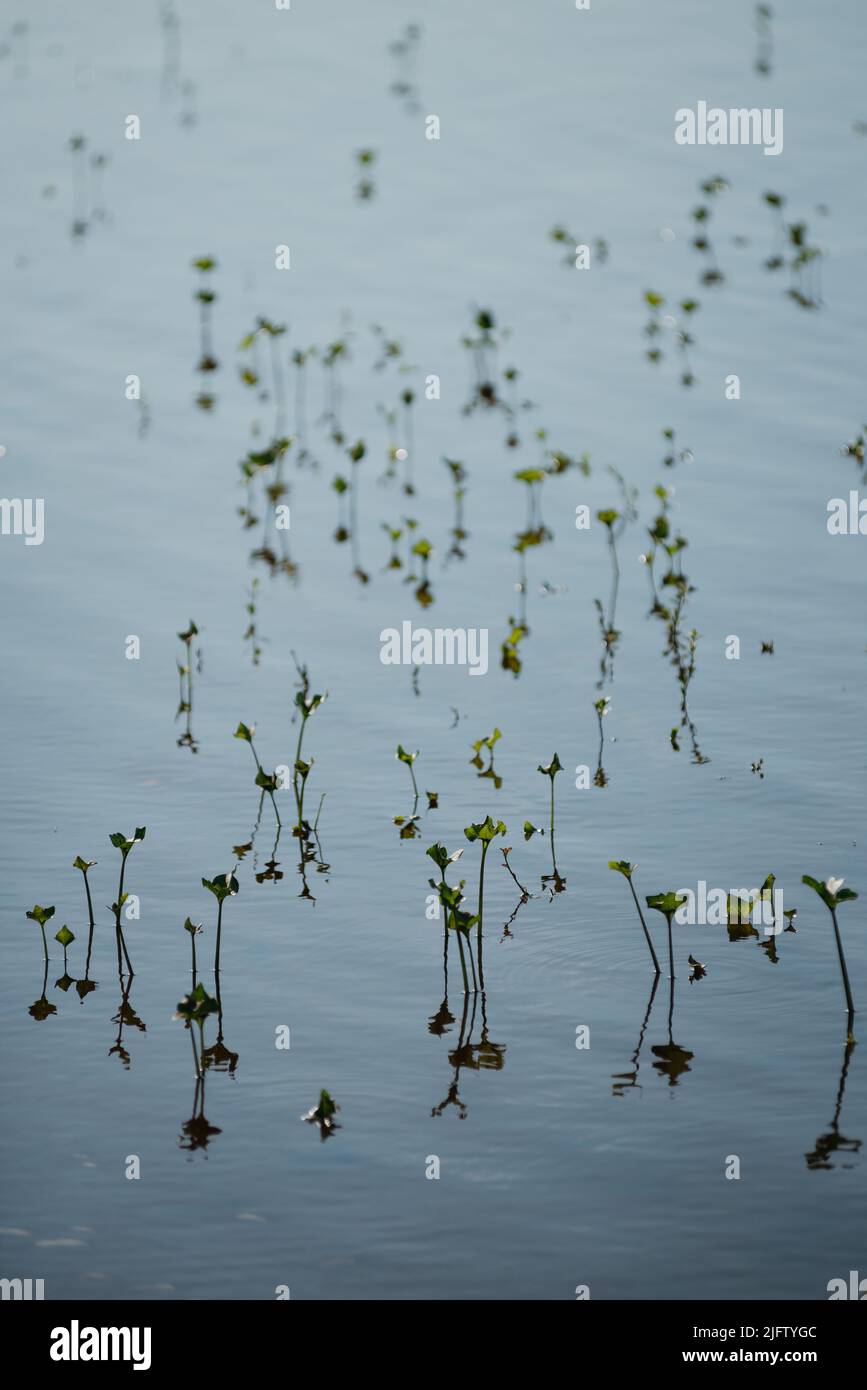 Plants sprouting from under water during high water. Beautiful reflections and shadows on the water. Stock Photo