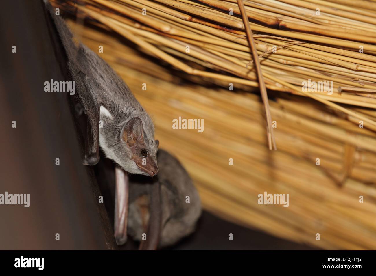 Mauritius-Grabfledermaus / Mauritian tomb bat / Taphozous mauritianus Stock Photo