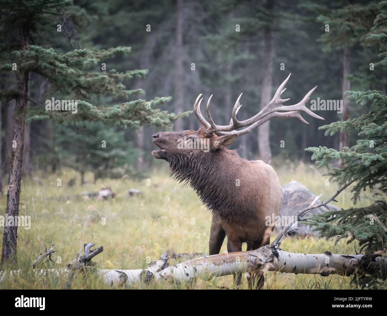 Big bull elk rutting in the forest , Jasper NP, Canada Stock Photo