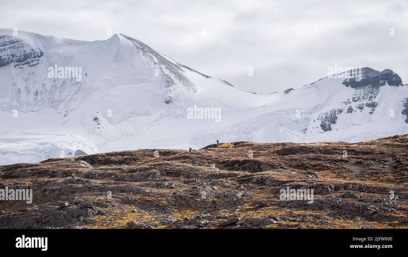 View on massive glacier covered by snow and ice from mountain valley, Jasper N.Park, Canada Stock Photo