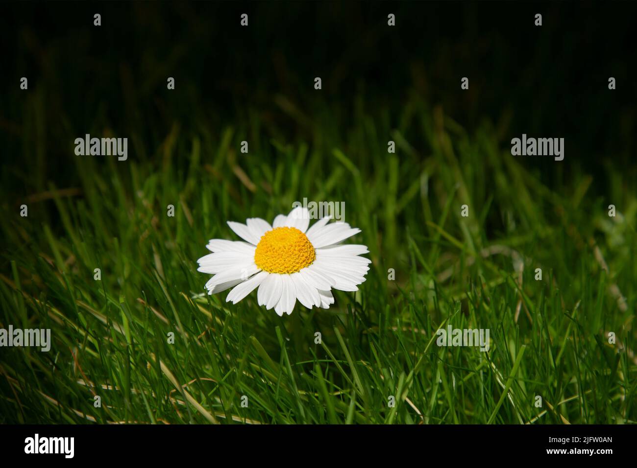 A flower with white petals in the sun on a background of green grass. The concept of beauty against the background of an ordinary green lawn. Stock Photo