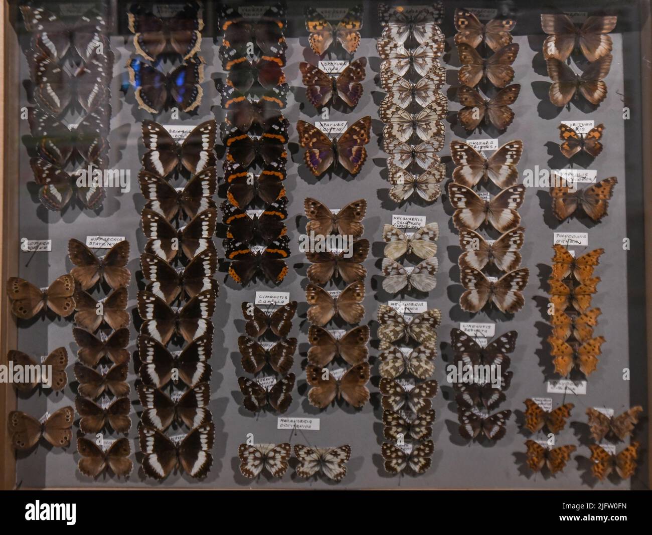 Butterflies exhibition. Museum of Park Postojnska Jama, Slovenia Stock