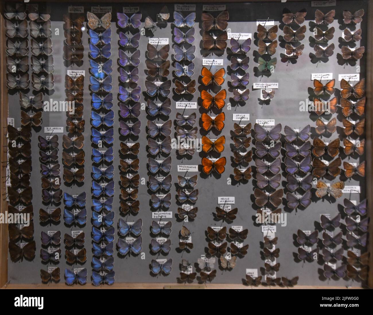 Butterflies exhibition. Museum of Park Postojnska Jama, Slovenia Stock