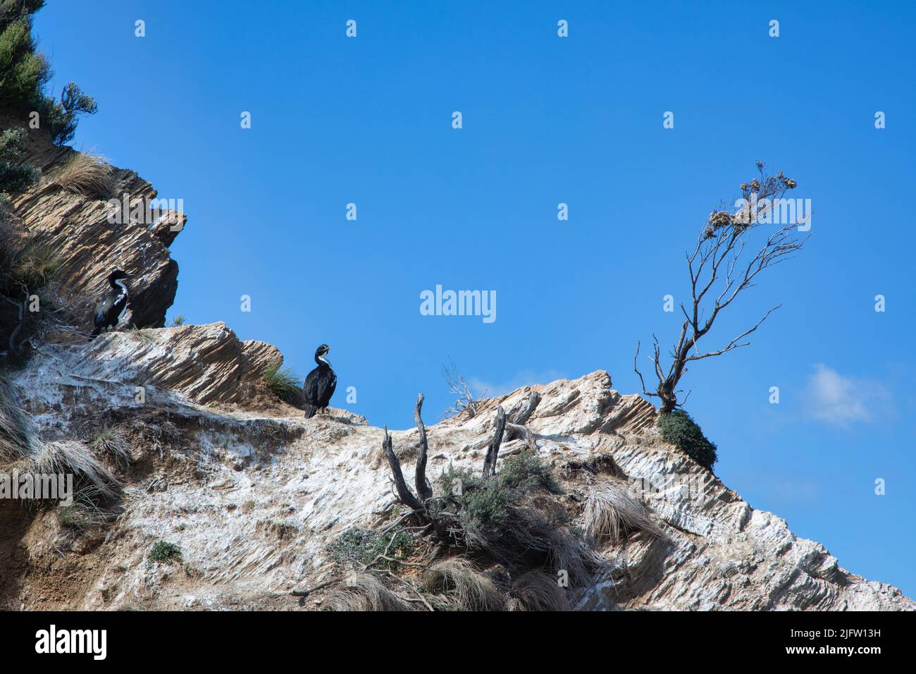 King Shag's hang out on one of the islands of Marlborough Sound, South Island, New Zealand Stock Photo