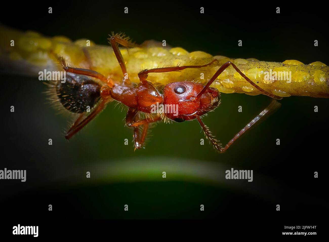A carpenter ant tends to it's flock of aphid like insects called scale insects. Stock Photo