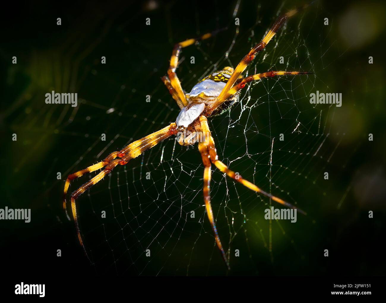 A silver garden spider sits in her web waiting for prey in the Florida Everglades. Stock Photo