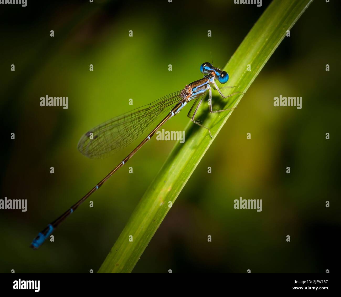 A beautiful blue damselfly perches on a plant in a botanical garden in Fort Lauderdale, FL. Stock Photo
