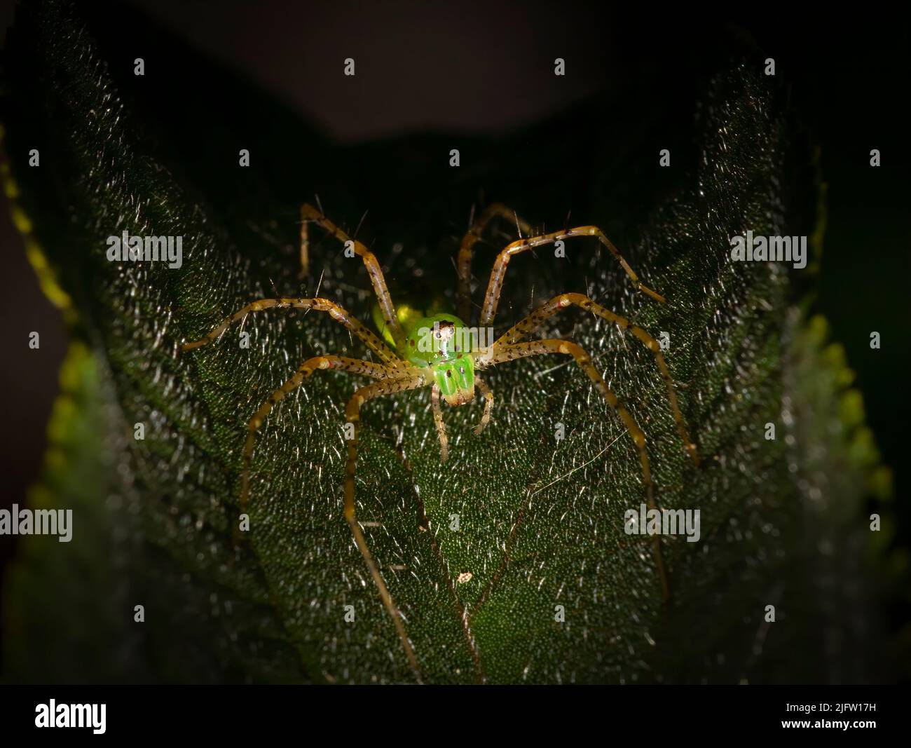 A Green Lynx spider awaits prey in the Florida Everglades. Stock Photo
