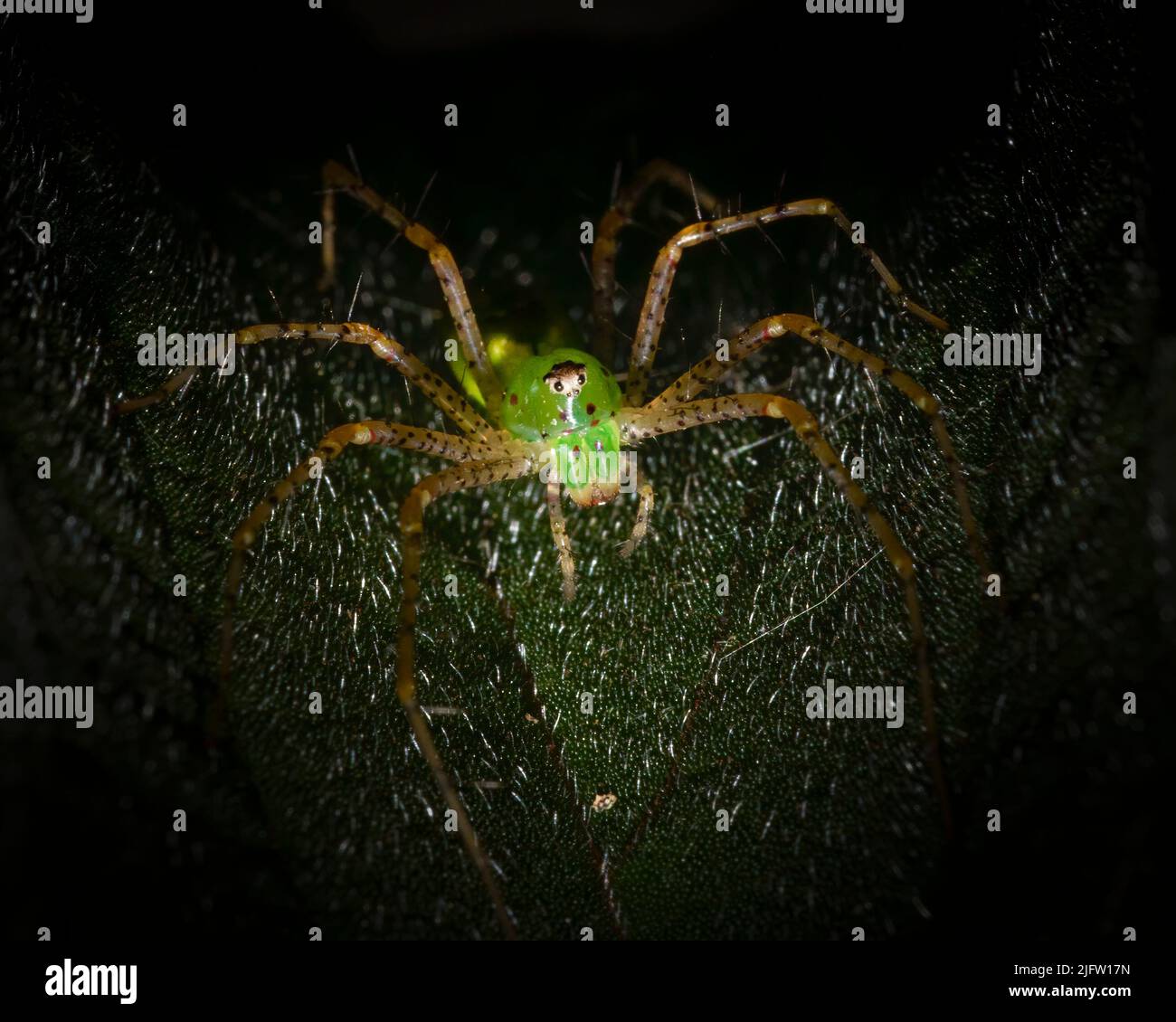 A Green Lynx spider doesn't spin a web but instead waits for prey to cross it's path. Stock Photo