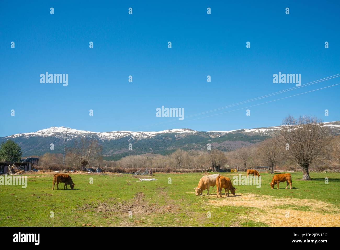 Cows in a meadow. Rascafria, Madrid province, Spain. Stock Photo