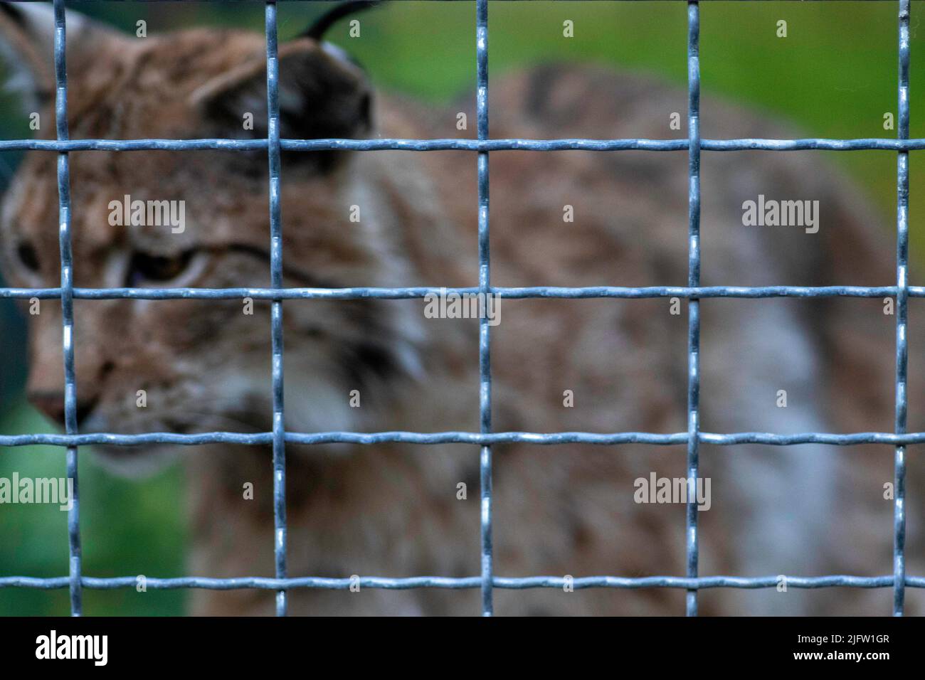 wild cats locked in iron cages at the zoo Stock Photo Alamy