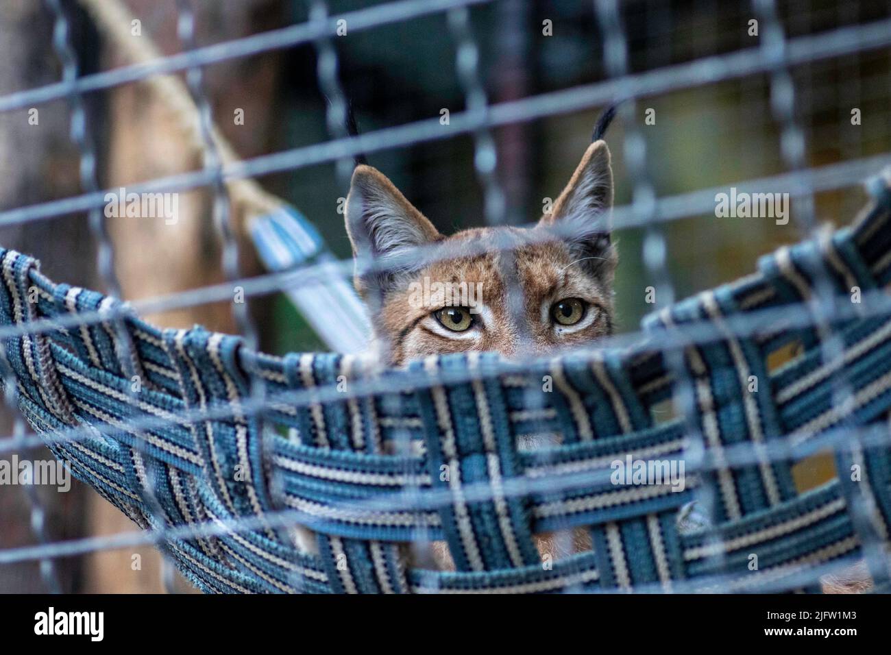 wild cats locked in iron cages at the zoo Stock Photo Alamy