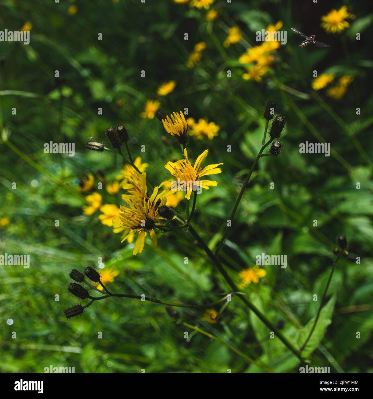 wildflowers with insect (marsh hawk's-beard and Melisceava auricolis) Stock Photo