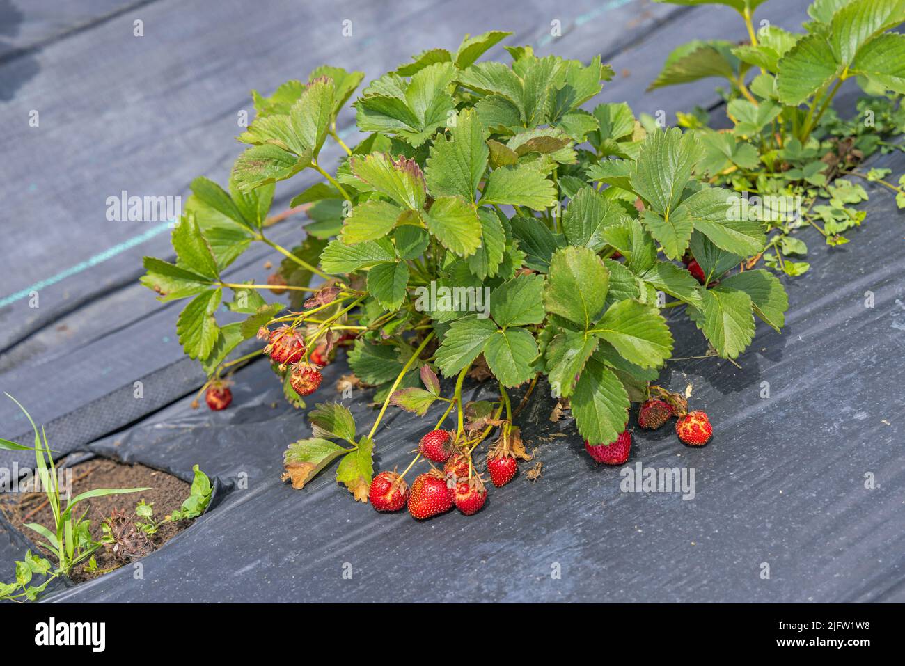 Perforated Mulching Foil Strawberry Growing Fruit Plantation Farming