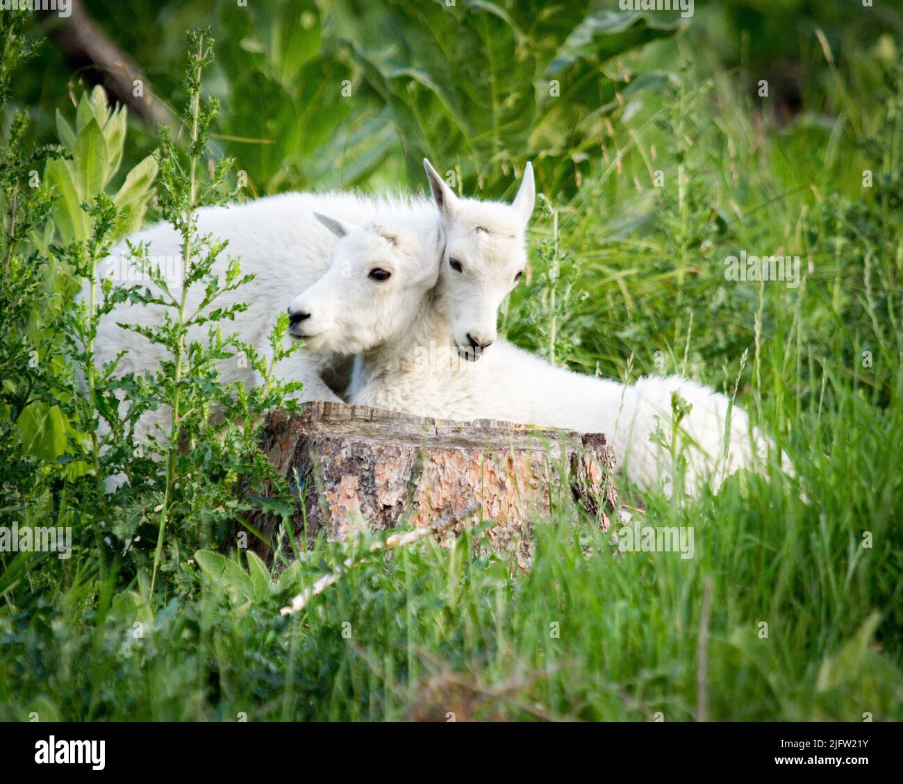 Two Mountain Goat Kids Stock Photo - Alamy