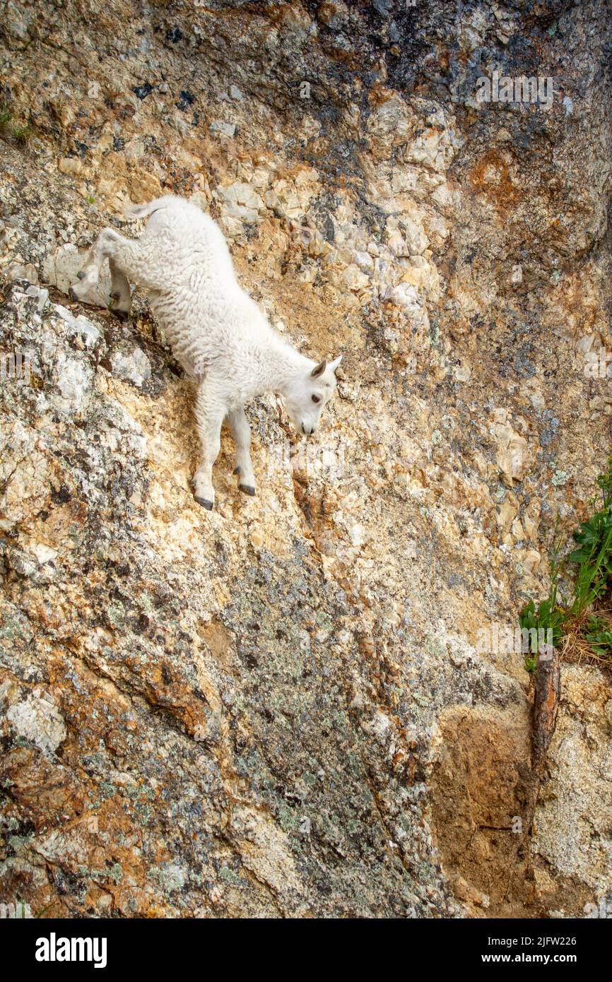 Mountain Goat Kid running down the Rock Stock Photo
