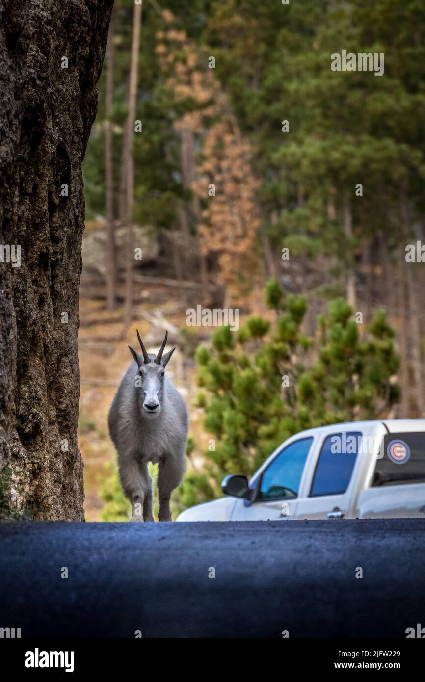 Mountain Goat Walking through the Needles Eye Tunnel Stock Photo Alamy