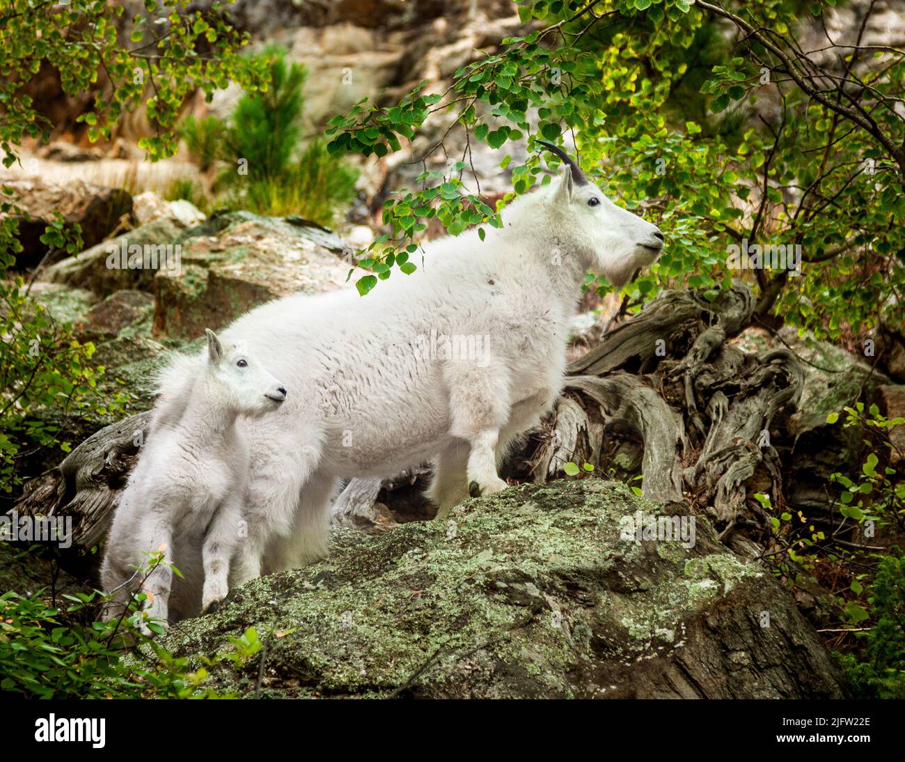 Mountain goat nanny and kid hi-res stock photography and images - Alamy