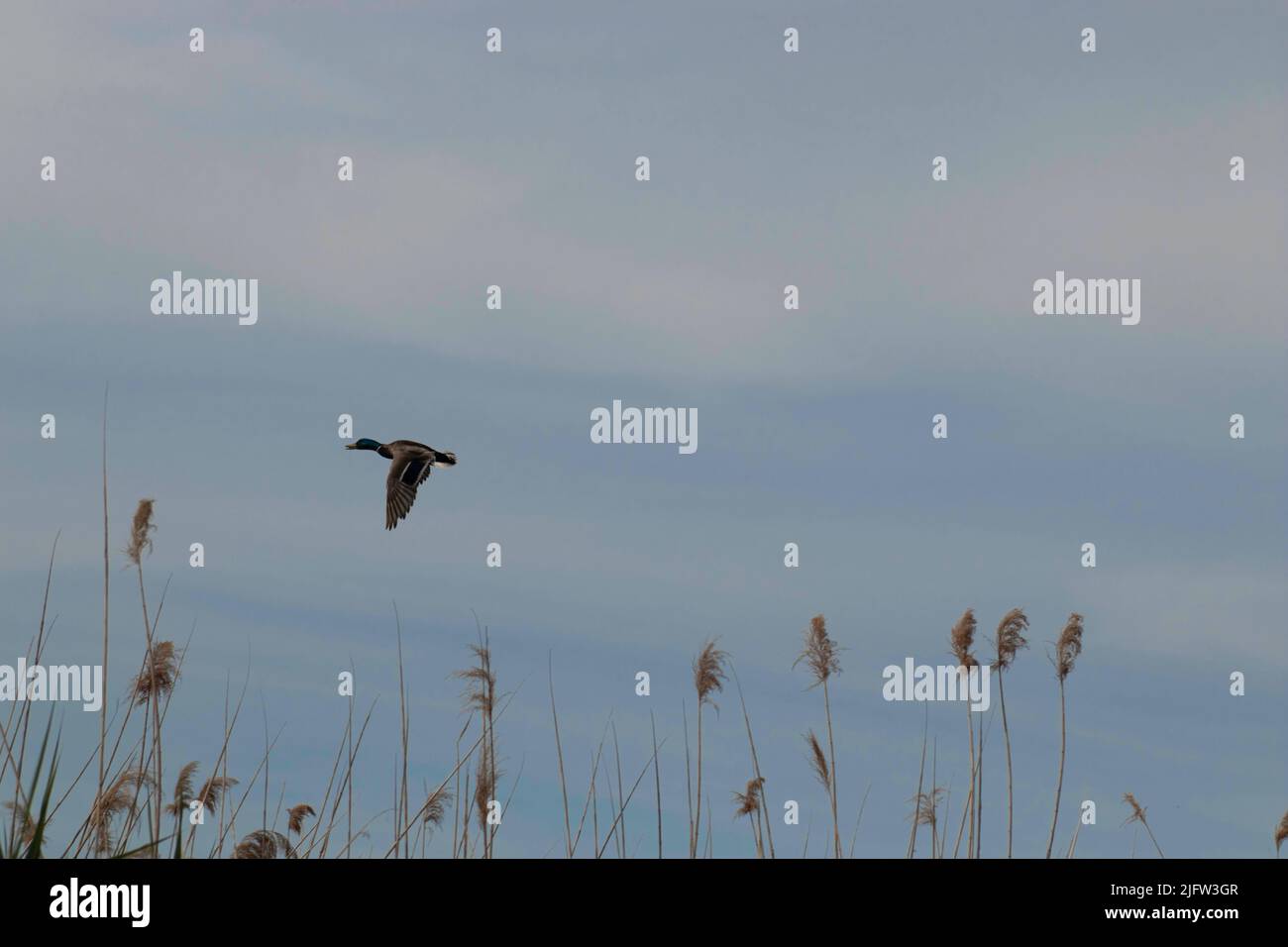 duck flies over the reeds under the evening sky Stock Photo - Alamy