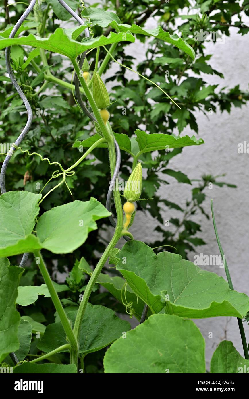 Three small unripe yellow hokkaido pumkins on the shrub Stock Photo