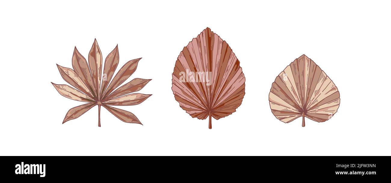 Set of and drawn dried palm tree leaves isolated on white. Vector illustration in sketch style Stock Vector