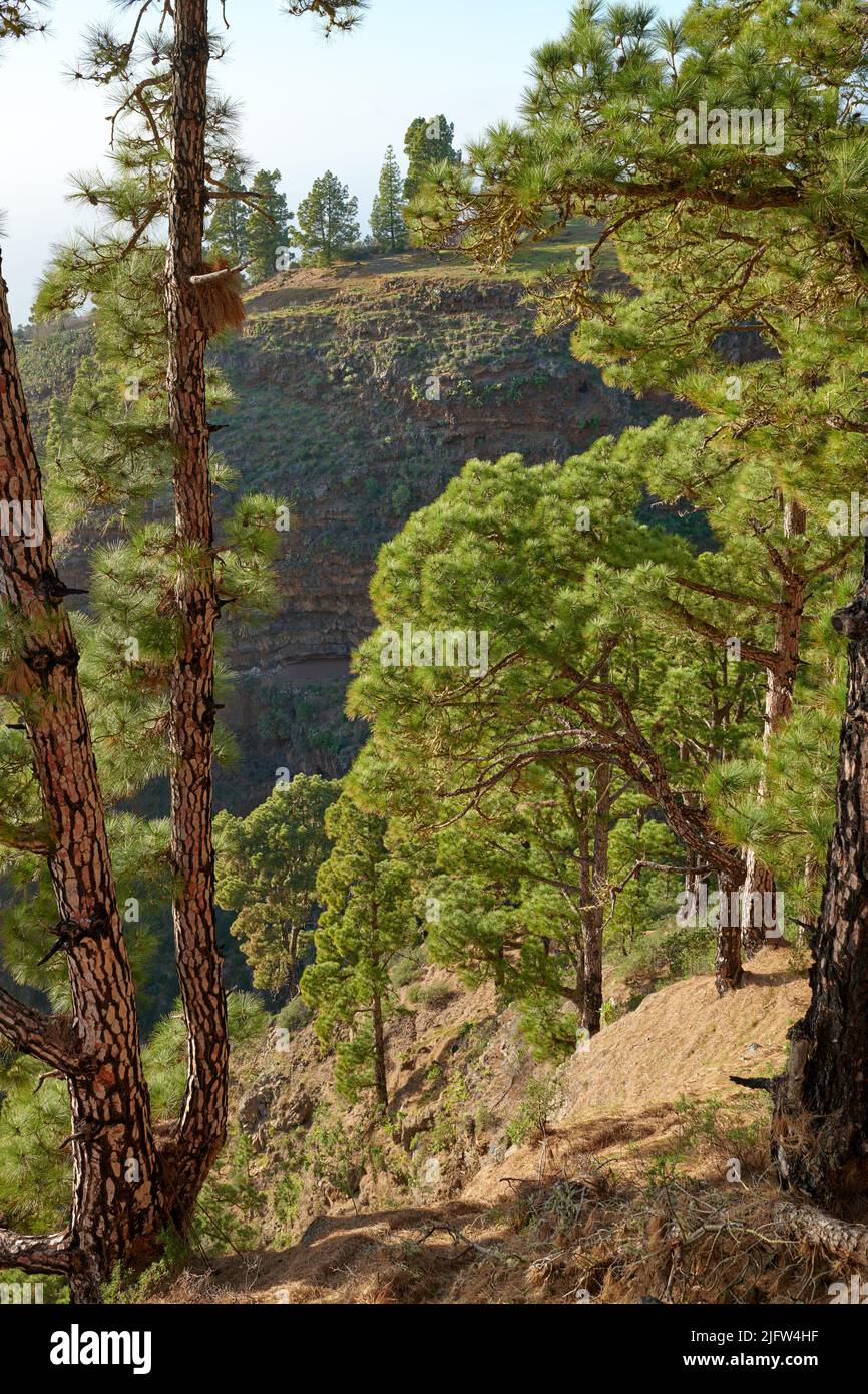 Landscape of Scots pine trees in the mountains of La Palma, Canary Islands, Spain. Forestry with view of hills covered in green vegetation and shrubs Stock Photo