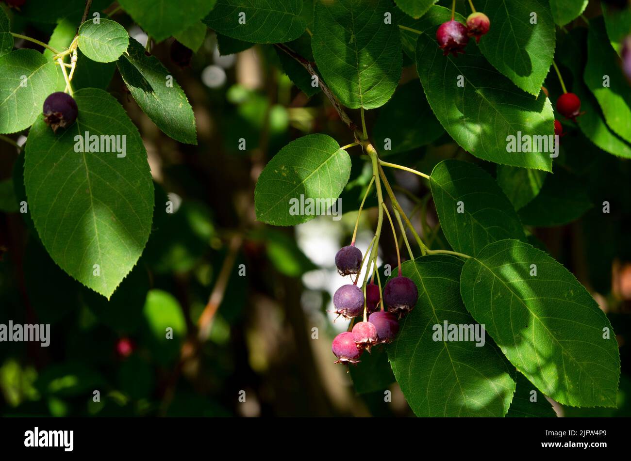 Kemberg, Germany. 18th June, 2022. Aronia berries hang on an aronia bush. Credit: Viola Lopes/dpa/Alamy Live News Stock Photo
