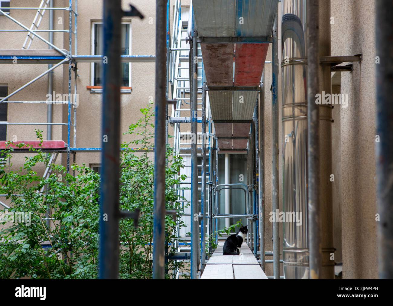 Berlin, Germany. 12th June, 2022. A cat sits on scaffolding erected during a renovation on an apartment building. Credit: Viola Lopes/dpa/Alamy Live News Stock Photo