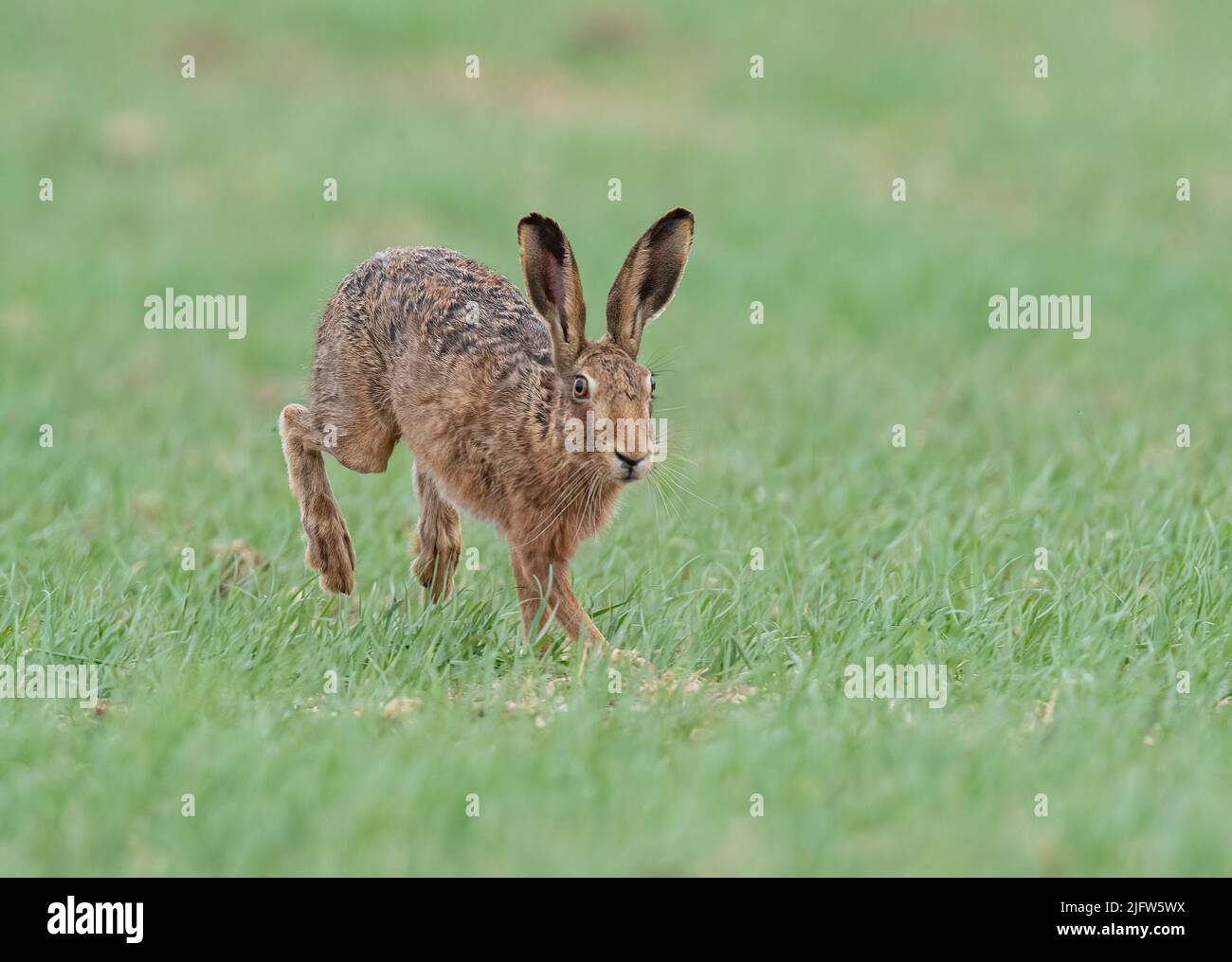 The chase is on . A wild Brown Hare bounding  across the farmers spring barley crop in pursuit of a female in the spring . Suffolk, UK Stock Photo