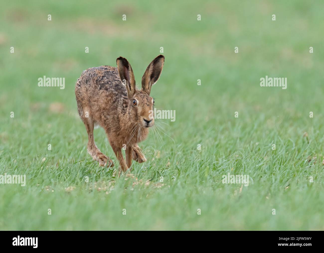A wild Brown Hare bounding  across the farmers spring barley crop in pursuit of a female in the spring . Suffolk, UK Stock Photo